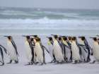 King penguin group on a beach. South America, Falkland Islands, Volunteer Point Art Print
